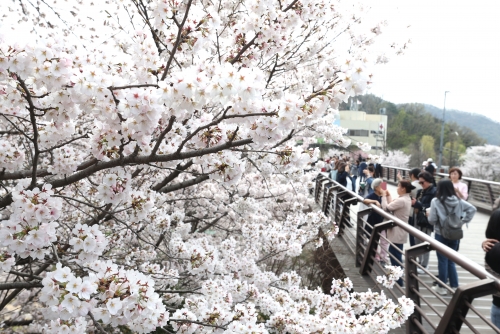 ▲ 강남의 대표 명소인 양재천을 찾은 상춘객들이 만발한 벚꽃을 즐기고 있다. [사진= 강남구 제공]